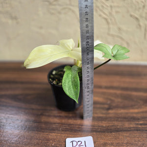 #D21 Philodendron Florida Ghost