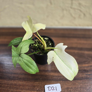 #D21 Philodendron Florida Ghost