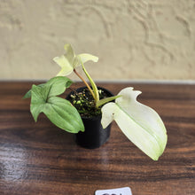 Load image into Gallery viewer, #D21 Philodendron Florida Ghost