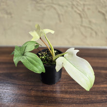 Load image into Gallery viewer, #D21 Philodendron Florida Ghost