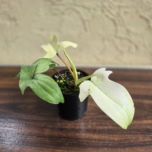 #D21 Philodendron Florida Ghost