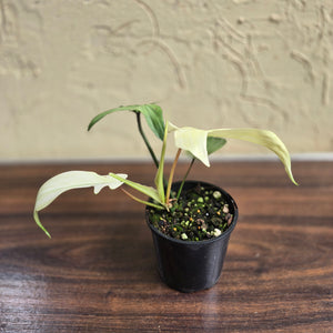 #D21 Philodendron Florida Ghost