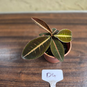 #D4 Labisia Brown Pink
