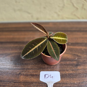 #D4 Labisia Brown Pink