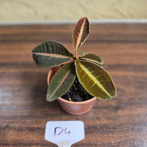 #D4 Labisia Brown Pink