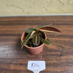 #D4 Labisia Brown Pink