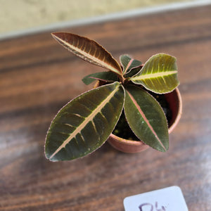 #D4 Labisia Brown Pink