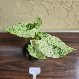 #D118 Alocasia Odora Batik