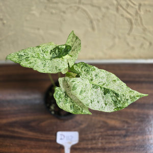 #D118 Alocasia Odora Batik