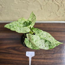 Load image into Gallery viewer, #D118 Alocasia Odora Batik