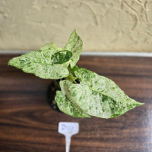 Load image into Gallery viewer, #D118 Alocasia Odora Batik