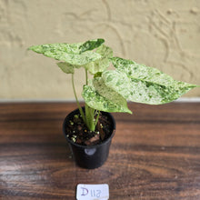 Load image into Gallery viewer, #D118 Alocasia Odora Batik