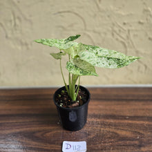 Load image into Gallery viewer, #D118 Alocasia Odora Batik