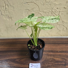 Load image into Gallery viewer, #D118 Alocasia Odora Batik