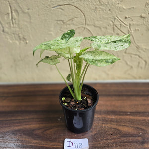 #D118 Alocasia Odora Batik