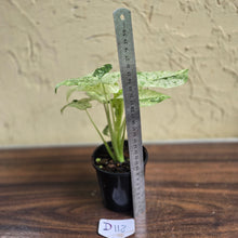 Load image into Gallery viewer, #D118 Alocasia Odora Batik