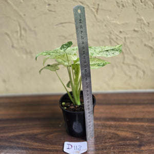 #D118 Alocasia Odora Batik