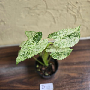 #D118 Alocasia Odora Batik