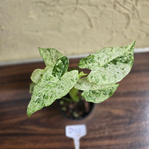 #D118 Alocasia Odora Batik