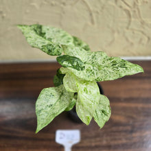 Load image into Gallery viewer, #D118 Alocasia Odora Batik