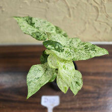 Load image into Gallery viewer, #D118 Alocasia Odora Batik