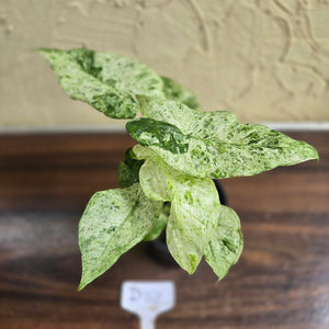 #D118 Alocasia Odora Batik