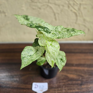 #D118 Alocasia Odora Batik