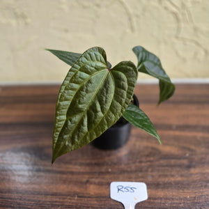 #R55 Anthurium Luxurians x