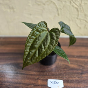 #R55 Anthurium Luxurians x