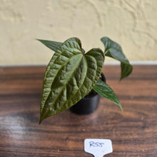 Load image into Gallery viewer, #R55 Anthurium Luxurians x
