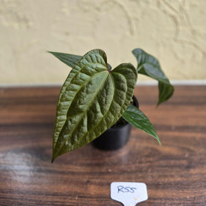 #R55 Anthurium Luxurians x