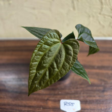 Load image into Gallery viewer, #R55 Anthurium Luxurians x