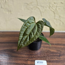 Load image into Gallery viewer, #R55 Anthurium Luxurians x