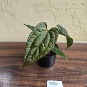 #R55 Anthurium Luxurians x