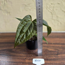 Load image into Gallery viewer, #R55 Anthurium Luxurians x