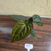 Load image into Gallery viewer, #R55 Anthurium Luxurians x