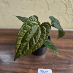 #R55 Anthurium Luxurians x