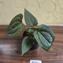 Load image into Gallery viewer, #R55 Anthurium Luxurians x