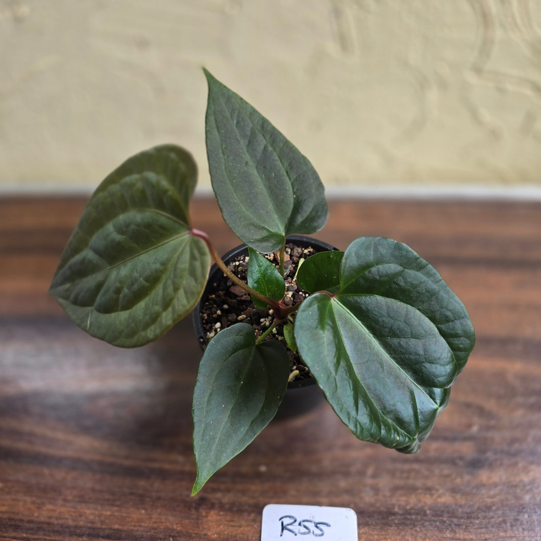 #R55 Anthurium Luxurians x