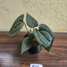 Load image into Gallery viewer, #R55 Anthurium Luxurians x