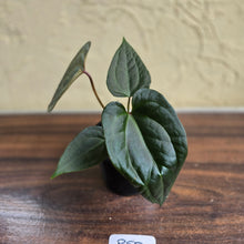 Load image into Gallery viewer, #R55 Anthurium Luxurians x