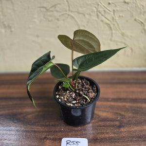 #R55 Anthurium Luxurians x