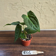Load image into Gallery viewer, #R46 Anthurium NOID Seedling