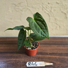 Load image into Gallery viewer, #R46 Anthurium NOID Seedling