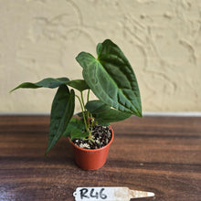 Load image into Gallery viewer, #R46 Anthurium NOID Seedling