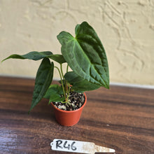 Load image into Gallery viewer, #R46 Anthurium NOID Seedling