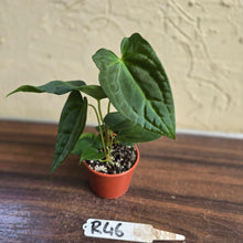Load image into Gallery viewer, #R46 Anthurium NOID Seedling