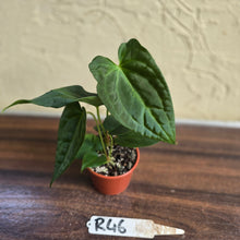 Load image into Gallery viewer, #R46 Anthurium NOID Seedling