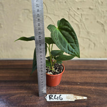 Load image into Gallery viewer, #R46 Anthurium NOID Seedling