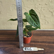 Load image into Gallery viewer, #R46 Anthurium NOID Seedling